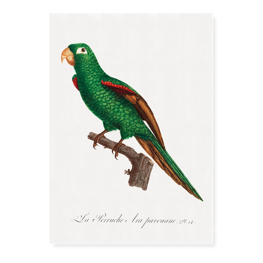 The Eclectus Parrot, Eclectus roratus  - Art Print