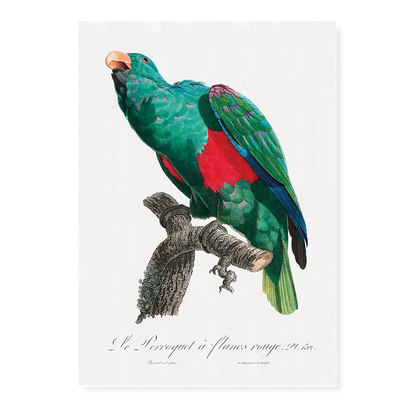 The Eclectus Parrot, Eclectus roratus    - Art Print