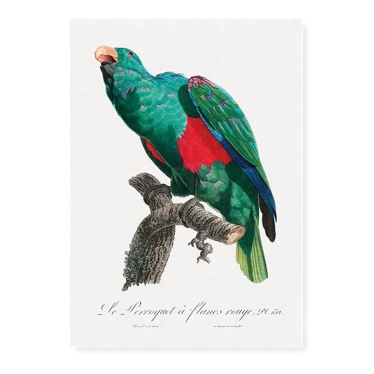 The Eclectus Parrot, Eclectus roratus    - Art Print