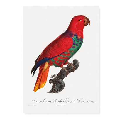 The Eclectus Parrot, Eclectus roratus  - Art Print