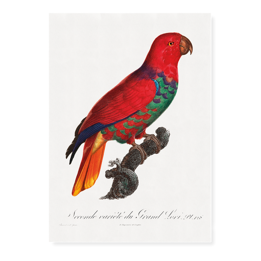 The Eclectus Parrot, Eclectus roratus  - Art Print