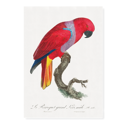 The Eclectus Parrot, Eclectus roratus, male  - Art Print