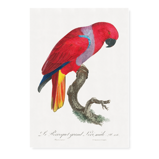 The Eclectus Parrot, Eclectus roratus, male  - Art Print