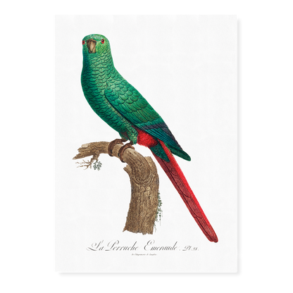 The Emerald Parakeet  - Art Print