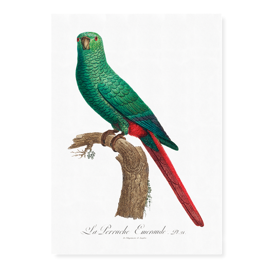 The Emerald Parakeet  - Art Print