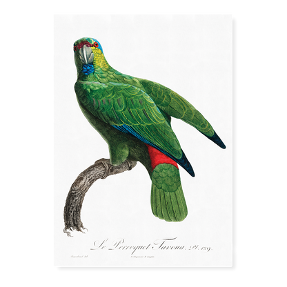 The Festive Amazon, Amazona festiva  - Art Print