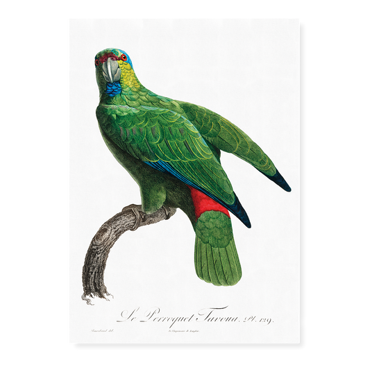 The Festive Amazon, Amazona festiva  - Art Print
