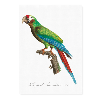 The Great Military Macaw, Ara ambiguus  - Art Print