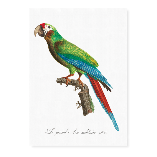 The Great Military Macaw, Ara ambiguus  - Art Print