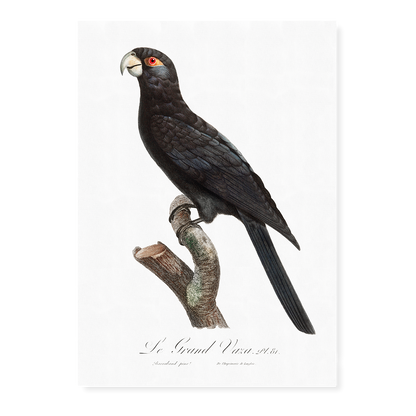 The Greater Vasa Parrot  - Art Print