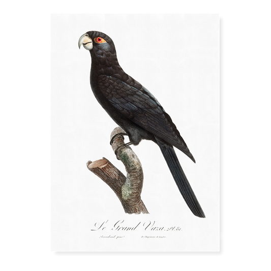 The Greater Vasa Parrot  - Art Print