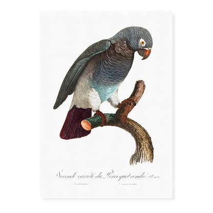 The Grey Parrot, Psittacus erithacus  III - Art Print