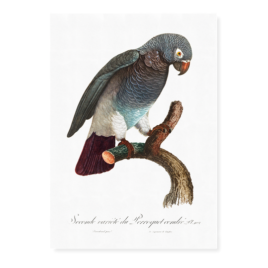 The Grey Parrot, Psittacus erithacus  III - Art Print