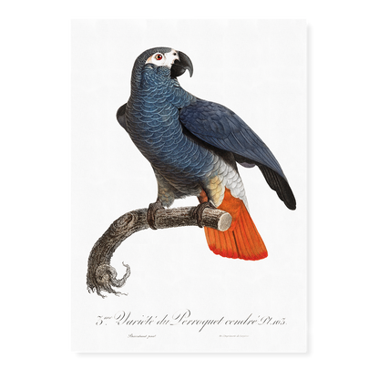 The Grey Parrot, Psittacus erithacus  IV - Art Print