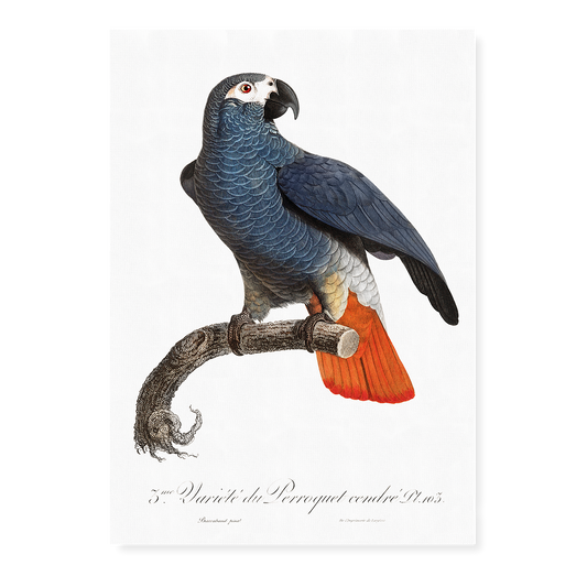 The Grey Parrot, Psittacus erithacus  IV - Art Print