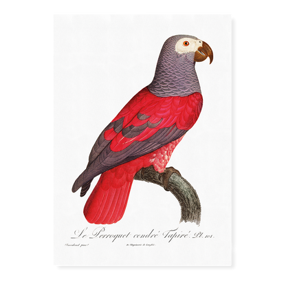 The Grey Parrot, Psittacus erithacus I - Art Print