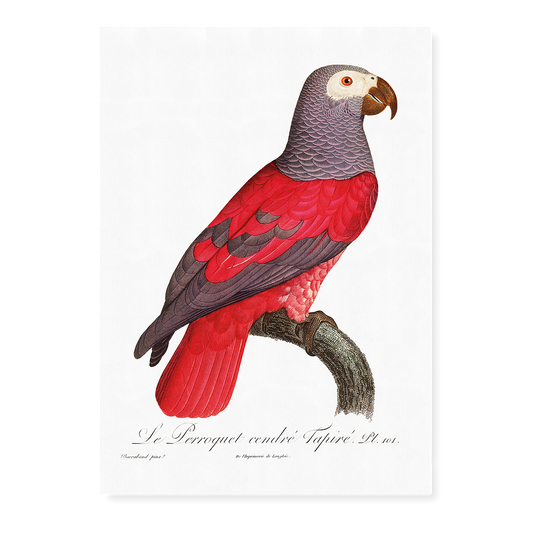 The Grey Parrot, Psittacus erithacus I - Art Print