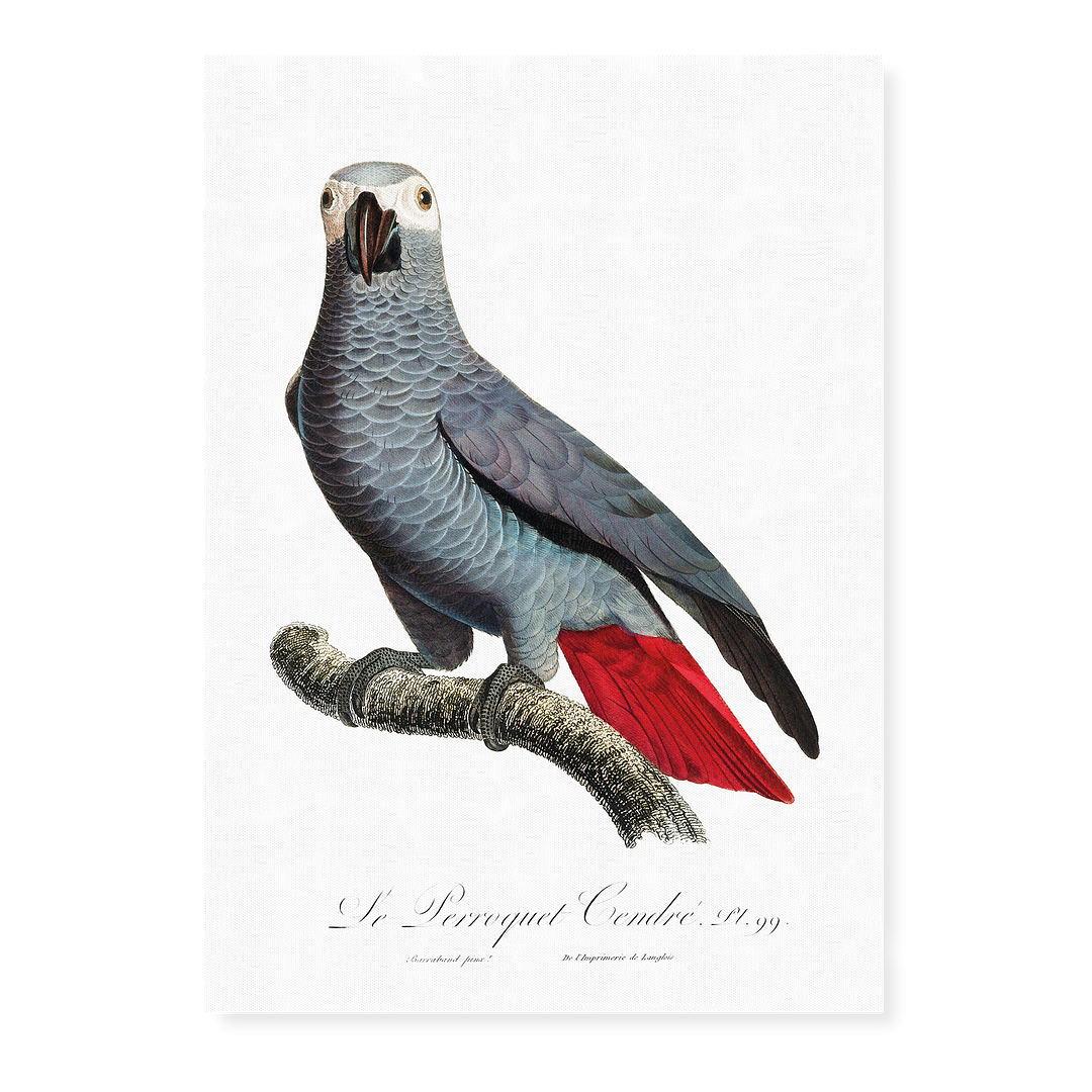 The Grey Parrot, Psittacus erithacus  V - Art Print