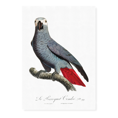 The Grey Parrot, Psittacus erithacus  V - Art Print
