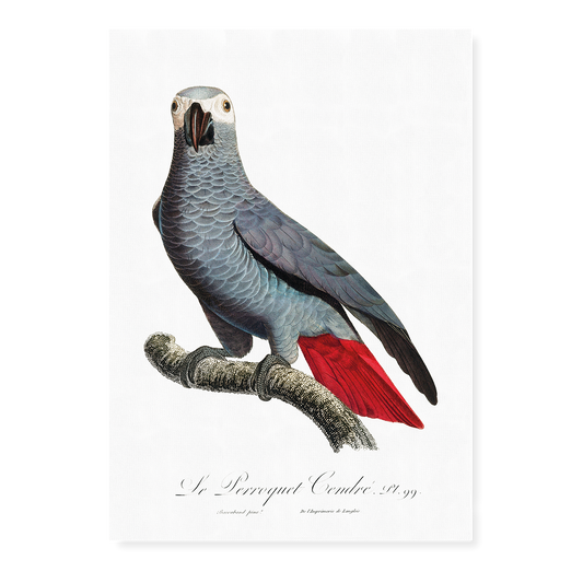The Grey Parrot, Psittacus erithacus  V - Art Print