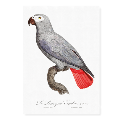 The Grey Parrot, Psittacus erithacus II - Art Print