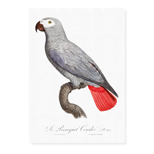 The Grey Parrot, Psittacus erithacus II - Art Print