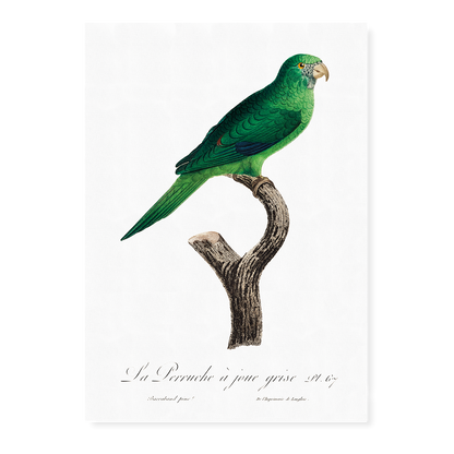 The Grey-Cheeked Parakeet (Brotogeris pyrrhoptera)  - Art Print