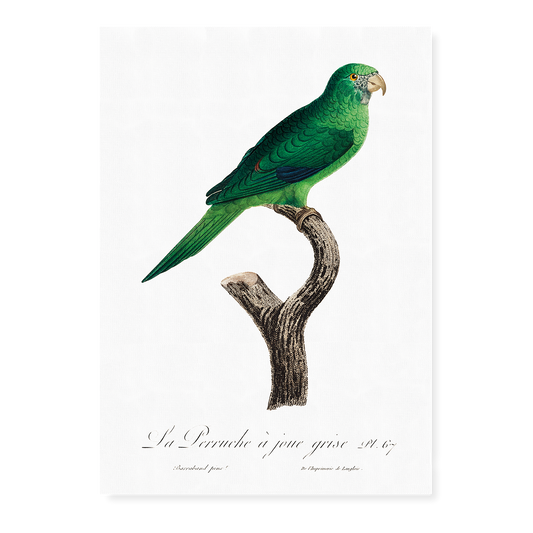 The Grey-Cheeked Parakeet (Brotogeris pyrrhoptera)  - Art Print