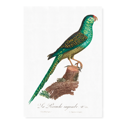 The Ingambe Parakeet  - Art Print