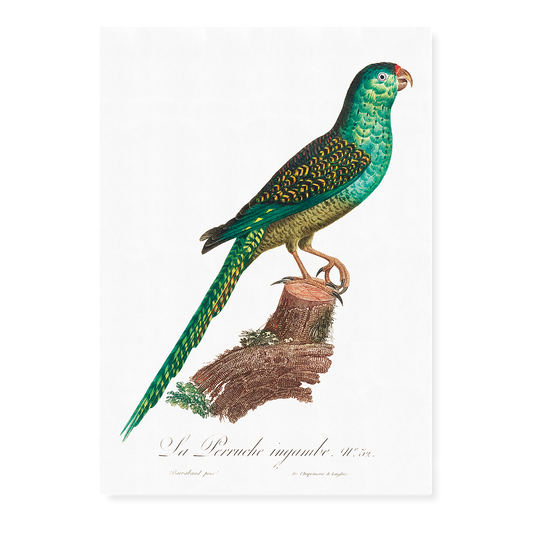 The Ingambe Parakeet  - Art Print