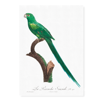 The Long-Tailed Parakeet, Psittacula longicauda  - Art Print