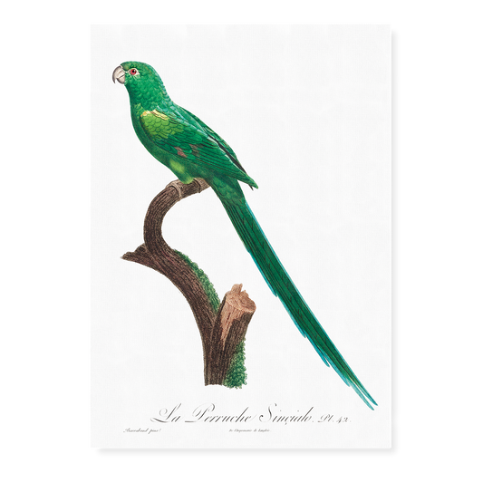 The Long-Tailed Parakeet, Psittacula longicauda  - Art Print