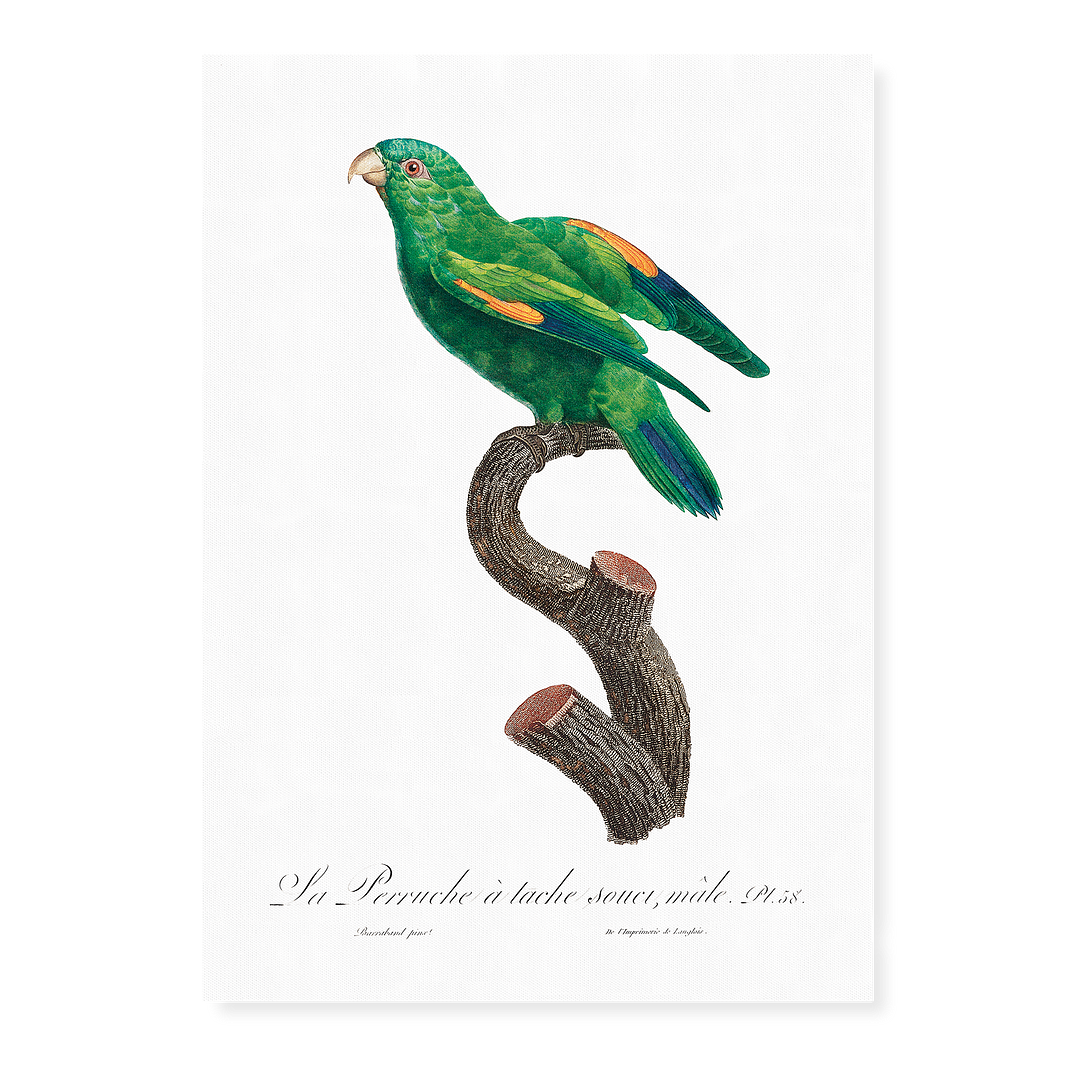 The marigold lorikeet, Trichoglossus capistratus, male  - Art Print