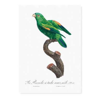 The marigold lorikeet, Trichoglossus capistratus, male  - Art Print