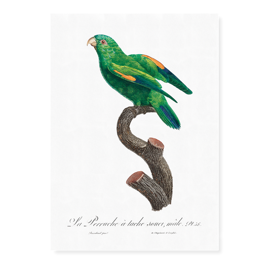 The marigold lorikeet, Trichoglossus capistratus, male  - Art Print