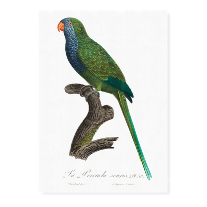 The Monk Parakeet, Myiopsitta monachus  - Art Print