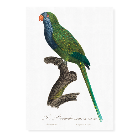 The Monk Parakeet, Myiopsitta monachus  - Art Print