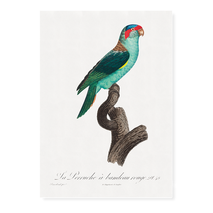 The Musk Lorikeet, Glossopsitta concinna I - Art Print