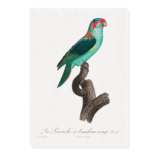 The Musk Lorikeet, Glossopsitta concinna I - Art Print
