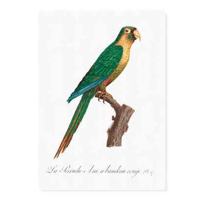 The Musk Lorikeet, Glossopsitta concinna II - Art Print