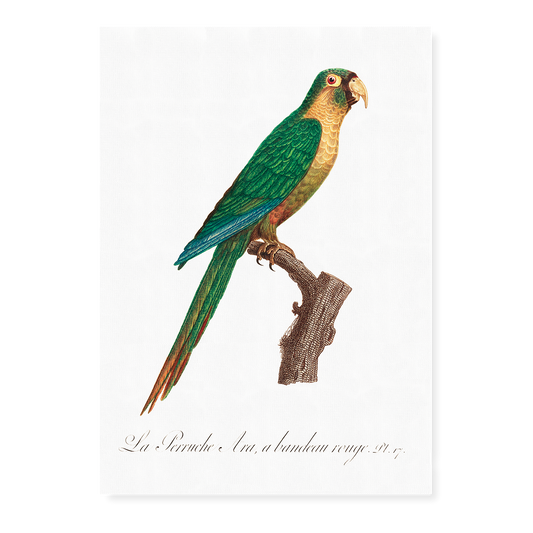 The Musk Lorikeet, Glossopsitta concinna II - Art Print