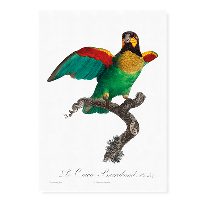 The Orange-Cheeked Parrot, Pyrilia barrabandi  - Art Print
