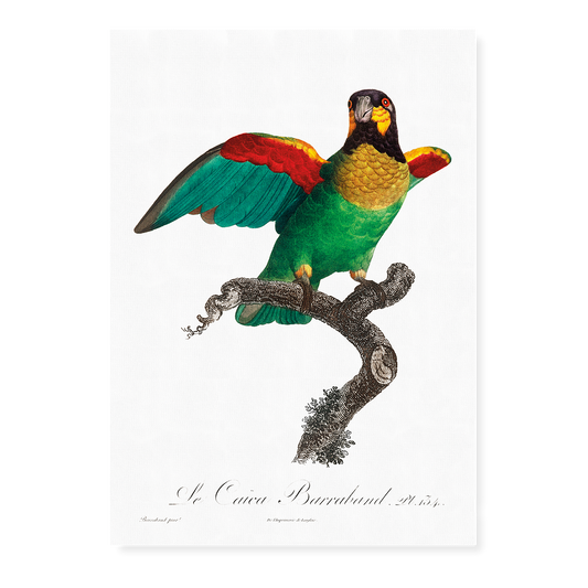 The Orange-Cheeked Parrot, Pyrilia barrabandi  - Art Print