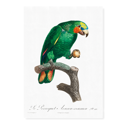 The Orange-Winged Amazon, Amazona amazonica  II - Art Print