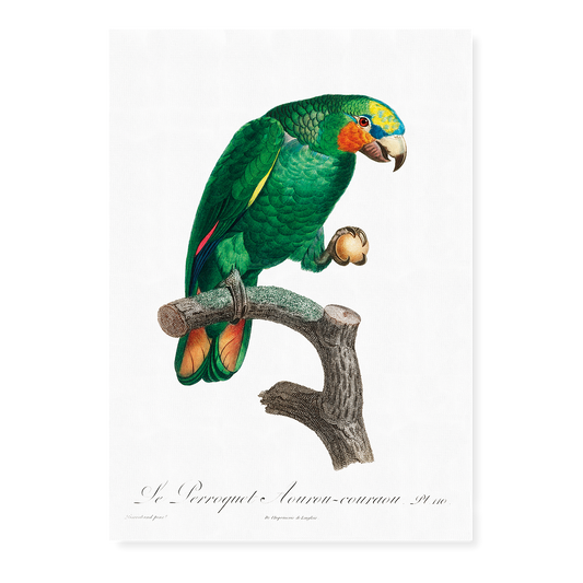 The Orange-Winged Amazon, Amazona amazonica  II - Art Print