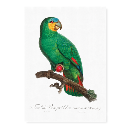 The Orange-Winged Amazon, Amazona amazonica I - Art Print
