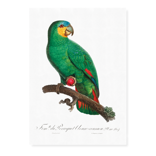 The Orange-Winged Amazon, Amazona amazonica I - Art Print