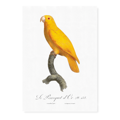 The Pacific parrotlet, Forpus coelestis  - Art Print
