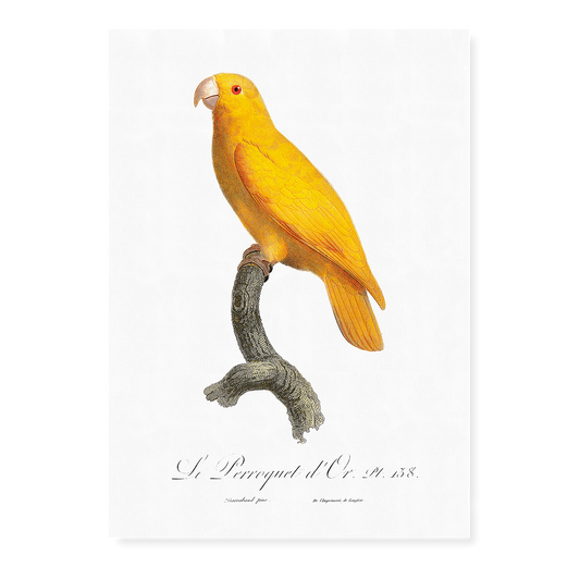The Pacific parrotlet, Forpus coelestis  - Art Print