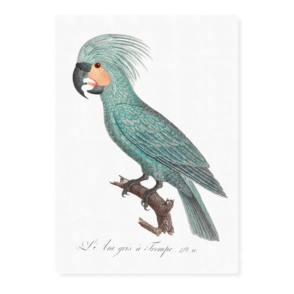 The Palm Cockatoo Probosciger aterrimus I - Art Print